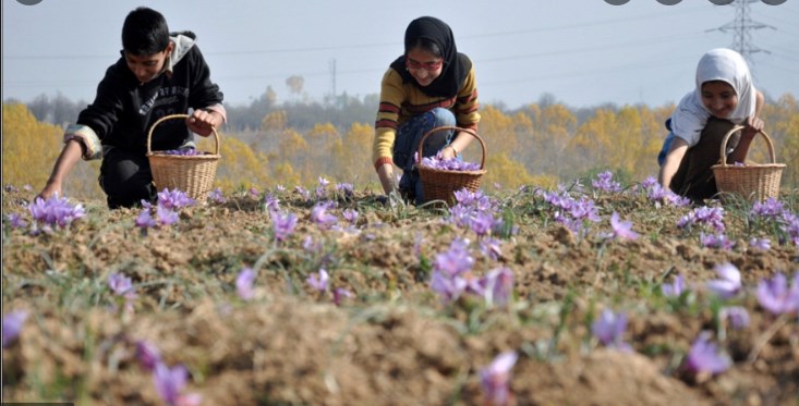 GI Certification boosts prominence of Kashmiri Saffron in international markets